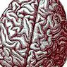 neurosciences: Brain differences between 