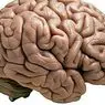 Cisura de Silvio (mozek): co to je, funkce a anatomie - neurovědy