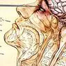 Wat is een lobotomie en met welk doel was het in praktijk? - neurowetenschappen
