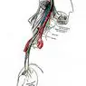 Vagus nerve: hvad det er og hvad funktioner det har i nervesystemet - neurovidenskab