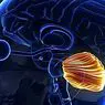 神経科学: 人間の小脳：その部分と機能