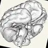 neurosciences: The modular theory of the mind: what it is and what it explains about the brain