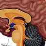 Suprachiasmatisk kärna: hjärnans interna klocka - neurovetenskap