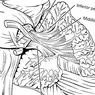 Agyi pedikulák: funkciók, szerkezet és anatómia - idegtudományok
