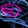 neurosciences: Les noyaux gris centraux: anatomie et fonctions