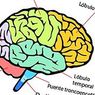 neurosciences: Parts of the human brain (and functions)