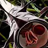 Oligodendrocytai: kokie yra šių ląstelių tipai ir funkcijos - neurologijos