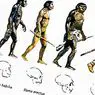 The theory of biological evolution - neurosciences