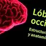 neuroznanosti: Occipitalni režnja: anatomija, karakteristike i funkcije