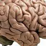 neurosciences: Korteks Cerebral: lapisan, kawasan dan fungsinya