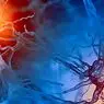 neurovidenskab: Typer af hormoner og deres funktioner i den menneskelige krop