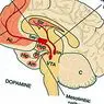 neurovidenskab: Mesokortisk vej: strukturer, funktioner og rolle i psykoser