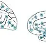 De 47 områder i Brodmann, og de områder i hjernen, der indeholder - neurovidenskab