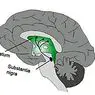 неуросциенцес: Нигростриатални пут мозга: структуре и функције