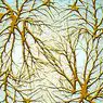 神経科学: ニューロンの樹状突起は何ですか？
