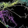 Gigantiske neuroner forbundet med bevidsthed opdages - neurovidenskab