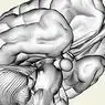 ilmu saraf: Bagaimana stres memengaruhi otak?