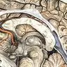 Асоцијативни кортекс (мозак): врсте, делови и функције - неуросциенцес