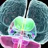 neurosciences: Sistem Limbik: bahagian emosi otak