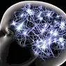 Цилиндрово въртене (мозък): анатомия и функции - невронауки