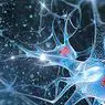 neuroteadused: Tegevuspotentsiaal: mis see on ja millised on selle etapid?