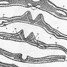neurosciences: Neurulation: the process of formation of the neural tube