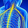 neurovedy: Časti nervového systému: funkcie a anatomické štruktúry