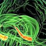 neurostiinte: Hipocampus: funcțiile și structura organului memoriei