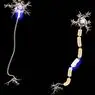ilmu saraf: Apa bagian dari neuron?