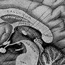 neurovidenskab: Pineal kirtel (eller epifys): funktioner og anatomi