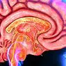 5 slušnih področij možganov - nevroznanosti