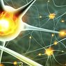 ilmu saraf: Berapa banyak neuron yang dimiliki otak manusia?
