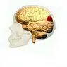 Rotação angular (cérebro): áreas, funções e distúrbios associados - neurociências