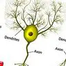 neurosciences: Multipolar neurons: types and operation