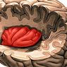 Insula: smadzeņu daļas anatomija un funkcijas - neirozinātnes