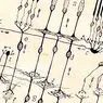 Ramón y Cajal je pojasnil, kako možgani delujejo s temi risbami - nevroznanosti