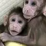 khoa học thần kinh: Họ được nhân bản những con khỉ đầu tiên bằng phương pháp Dolly