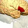 Brocova oblast (část mozku): funkce a jejich vztah k jazyku - neurovědy