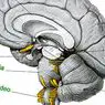 невронауки: Спинална крушка: анатомична структура и функции
