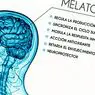 idegtudományok: Melatonin: az alvás és szezonális ritmusok szabályozására alkalmas hormon