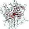 neirozinātnes: Rose hip neironi: jauna veida nervu šūnas