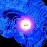 ilmu saraf: Kelenjar pituitari (hypophysis): nexus antara neuron dan hormon