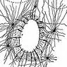 Komórki wyrostka włoskiego: rodzaje i funkcje w ciele - neuronauki
