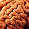 нейронауки: Психотерапія виробляє зміни в мозку