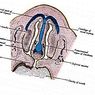 Vomeronazni organ: kakšna je, lokacija in funkcije - nevroznanosti