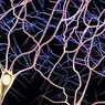 neurologijos: Per aferentą ir per eferentą: nervinių pluoštų tipai