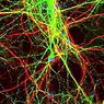 neurovidenskab: Anandamid: Virkningerne af denne neurotransmitter på hjernen