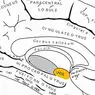 Uncus: šīs smadzeņu daļas struktūra un funkcijas - neirozinātnes