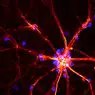 न्यूरोसाइंसेस: हेब का कानून: सीखने के तंत्रिका विज्ञान आधार