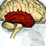 Temporallappen: Struktur und Funktionen - Neurowissenschaften